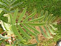 Melianthus - Melianthus major (2) (Photo F. Mrugala)